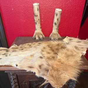 Spotted Hyena Pieces
