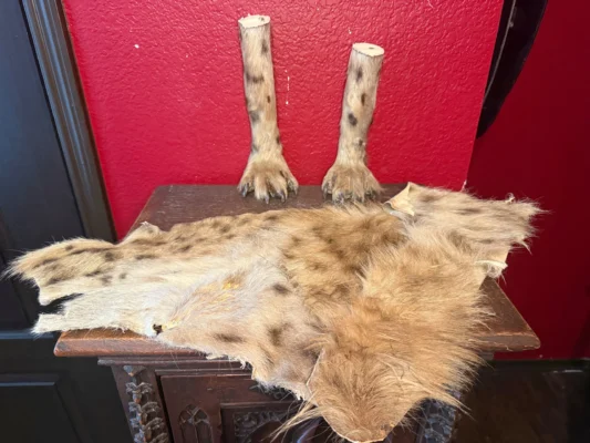 Spotted Hyena Pieces