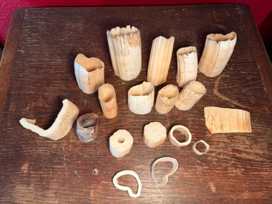 Hippo Tusk Pieces