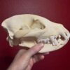 Hyena Skull