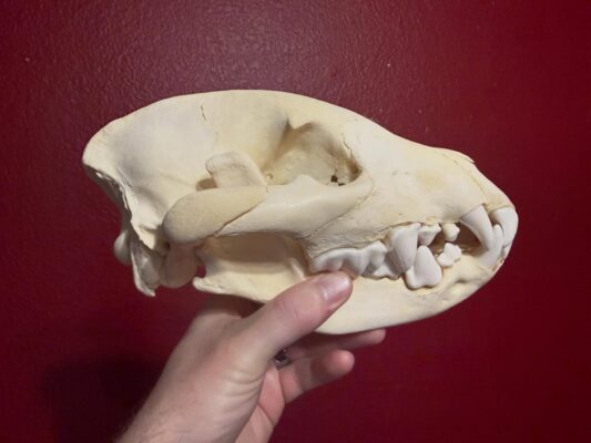 Hyena Skull