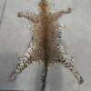 Taxidermy-Grade Leopard Pelt