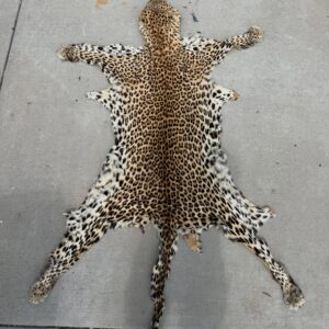 Taxidermy-Grade Leopard Pelt