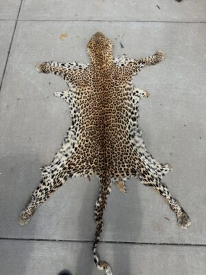 Taxidermy-Grade Leopard Pelt
