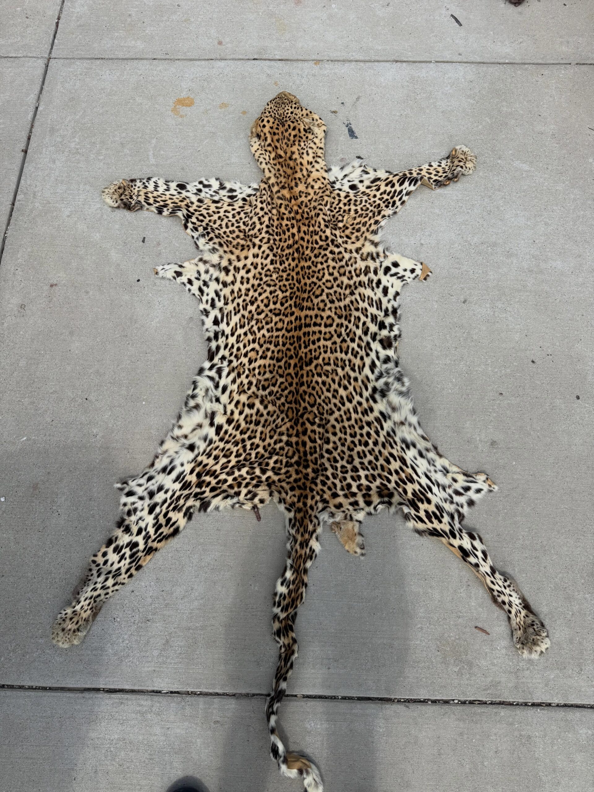 710710333_18587170465035399_7579484404831607413_n Taxidermy-Grade Leopard Pelt