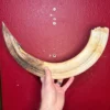 Hippo Tusk