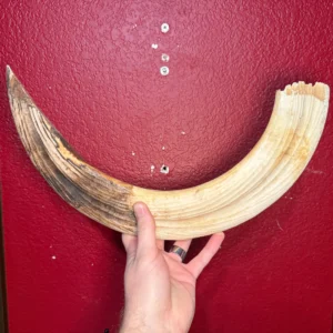 Hippo Tusk