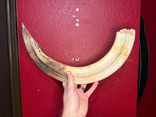 Hippo Tusk