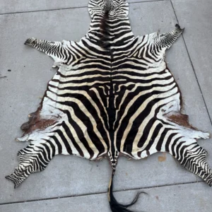 Taxidermy Zebra Hide
