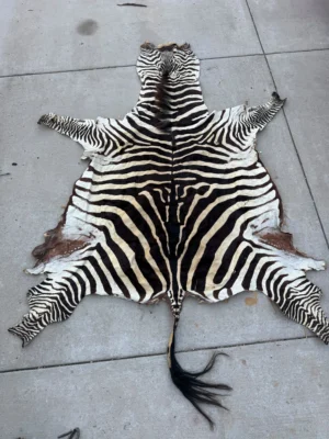 Taxidermy Zebra Hide