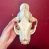 Leopard Skull