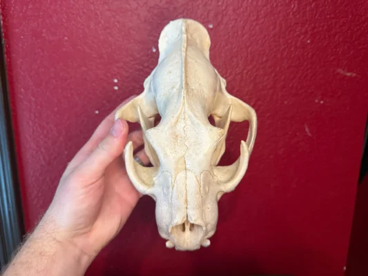 Leopard Skull
