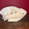 Young Spotted Hyena Skull