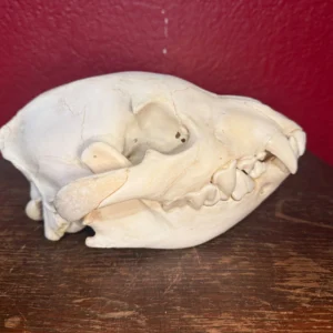 Young Spotted Hyena Skull