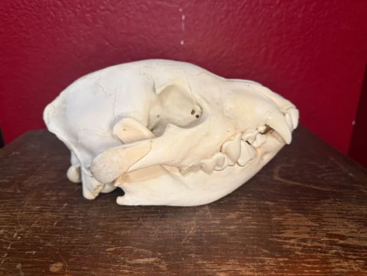 Young Spotted Hyena Skull