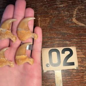 African Lion Claws Set (Back)