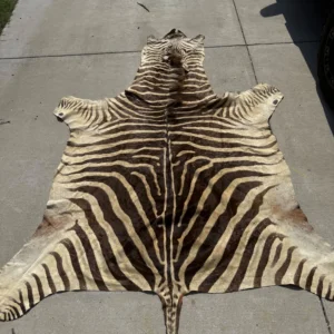 Buy Taxidermy Zebra Hide Rug