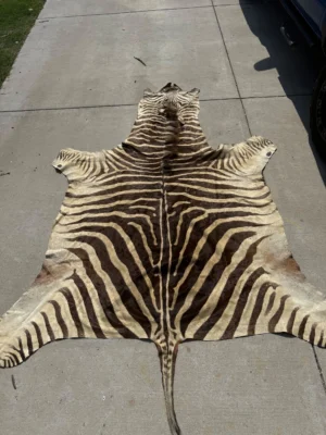 Buy Taxidermy Zebra Hide Rug