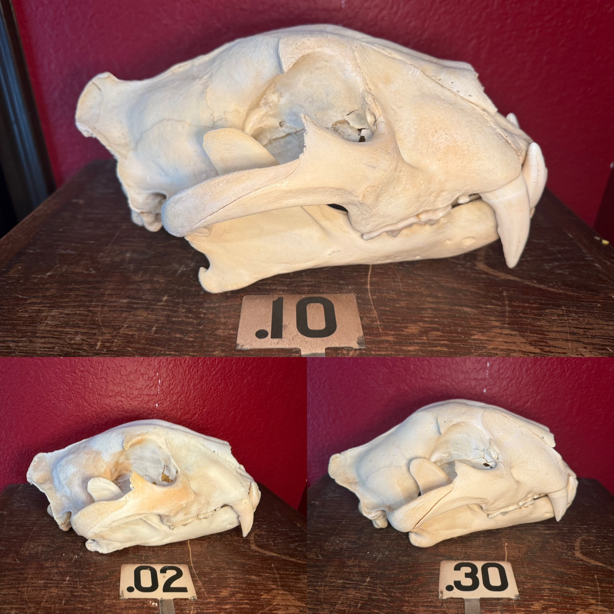 s893222380290560647_p913_i1_w2048 Tiger Skulls