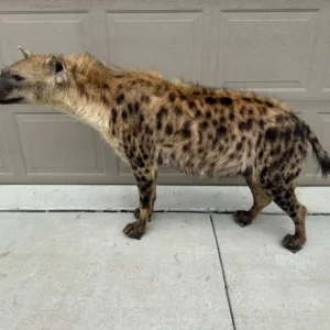 Taxidermy Spotted Hyena (Free standing)