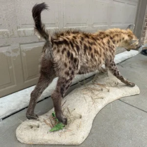 Taxidermy Spotted Hyena (Base)