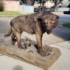 Black Wolf Taxidermy Mount