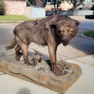 Black Wolf Taxidermy Mount