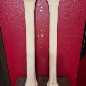 Taxidermy Giraffe Leg Bones