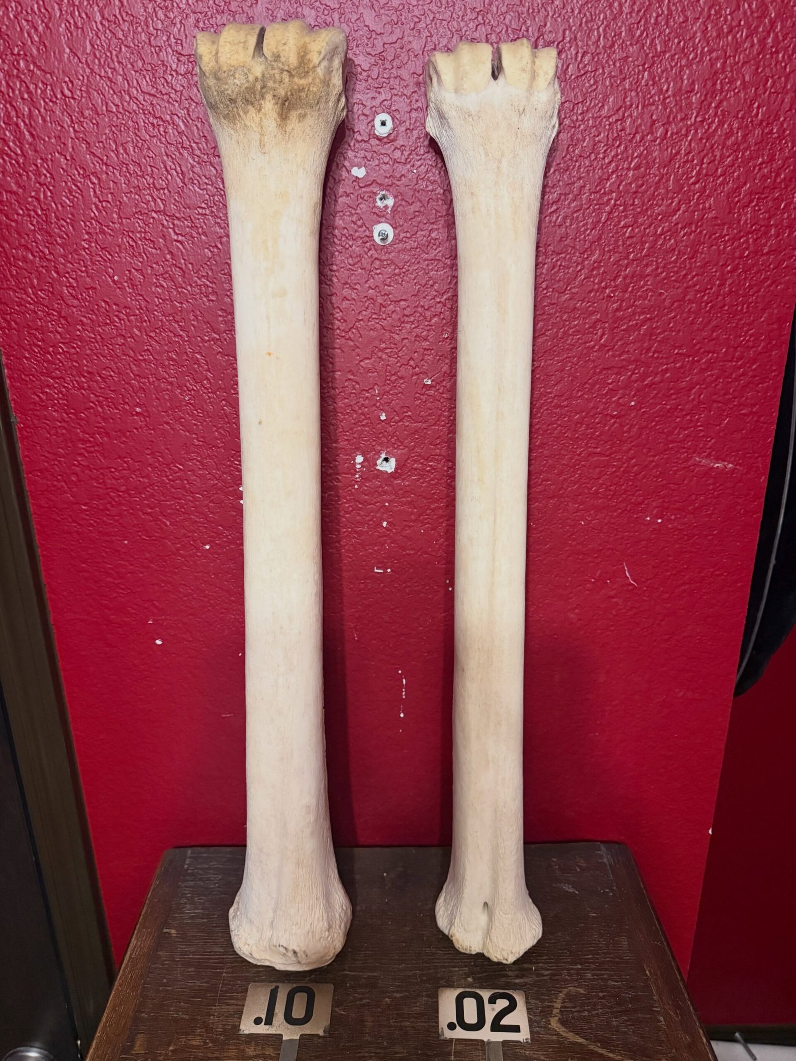 769469630_18608773489035399_675796315582244228_n Taxidermy Giraffe Leg Bones