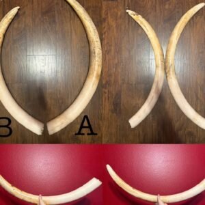 Pre-Ban Elephant Tusks