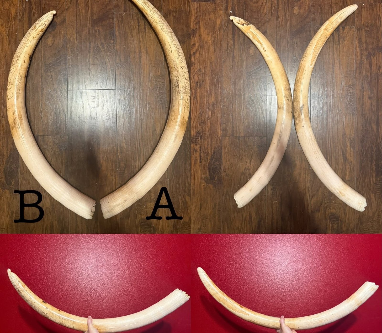 780238050_18612406540035399_411795135383462954_n Pre-Ban Elephant Tusks