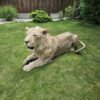 African Lion Taxidermy mount