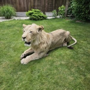 African Lion Taxidermy mount