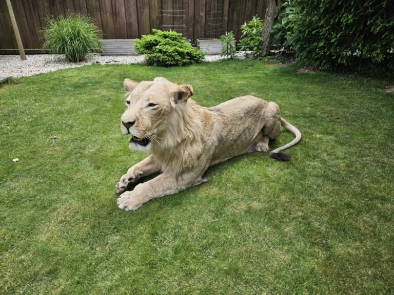 IMG-20250528-WA0102-768x576-2 African Lion Taxidermy mount