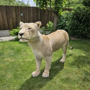 Lioness Taxidermy mount