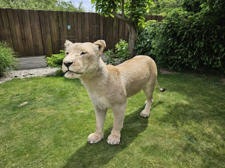IMG-20250528-WA0107-768x576-1 Lioness Taxidermy mount
