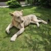 African Lion Taxidermy