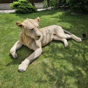 African Lion Taxidermy