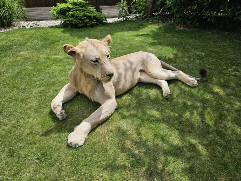 IMG-20250528-WA0111-768x576-1 African Lion Taxidermy