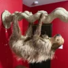 Taxidermy Two-toed Sloth