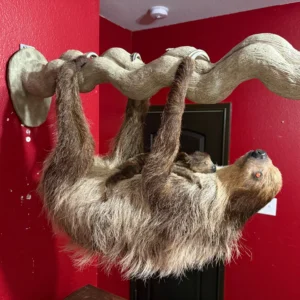 Taxidermy Two-toed Sloth