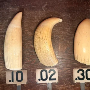 Antique Sperm Whale Teeth