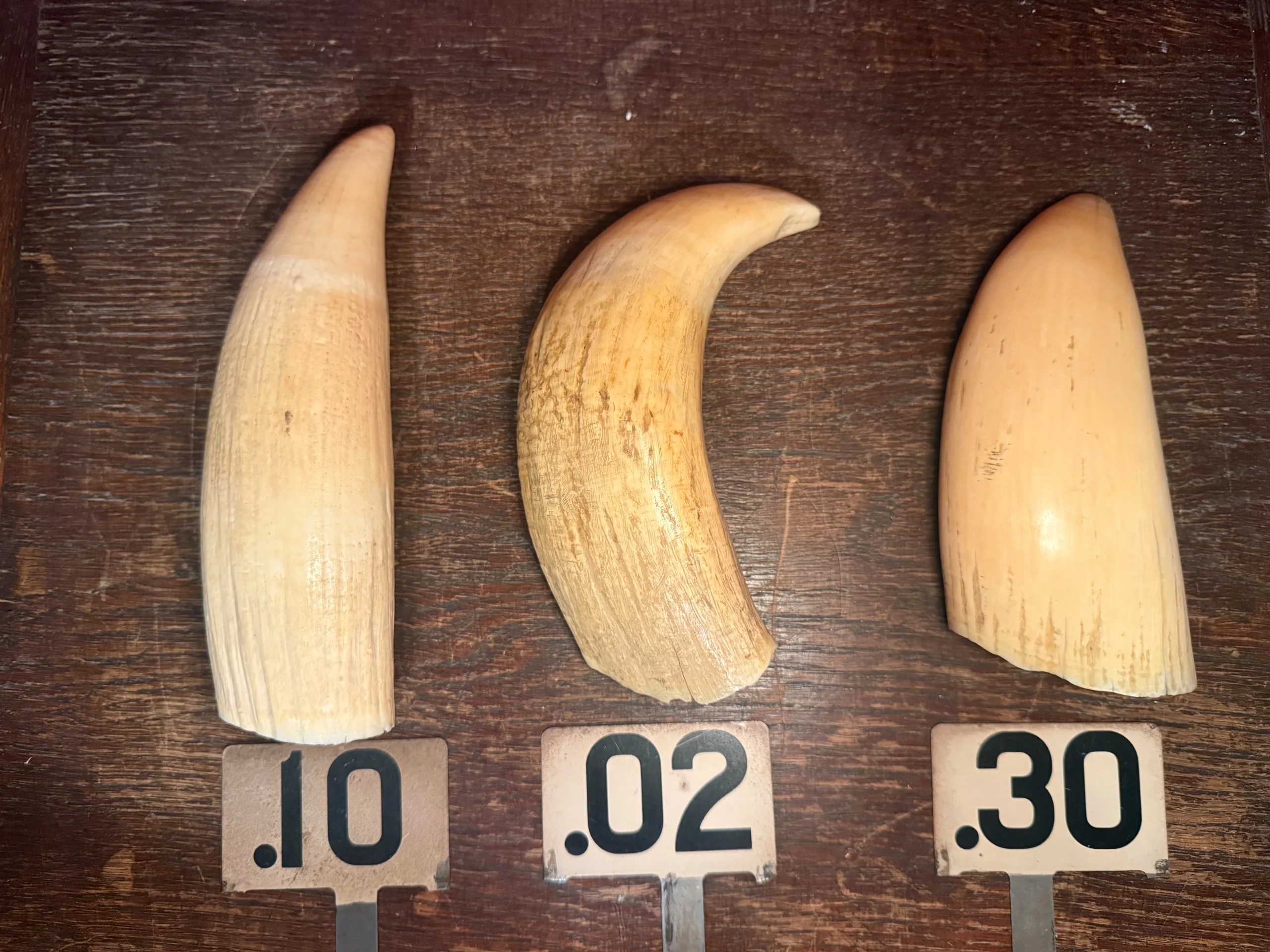 s893222380290560647_p953_i1_w5712 Antique Sperm Whale Teeth