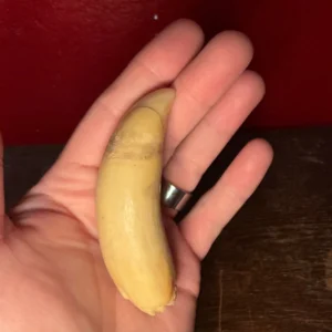 killer Whale Tooth