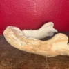 Walrus Jaw