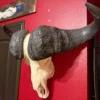 Cape Buffalo Skull