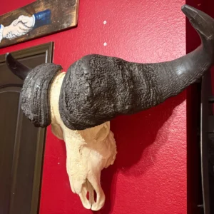 Cape Buffalo Skull