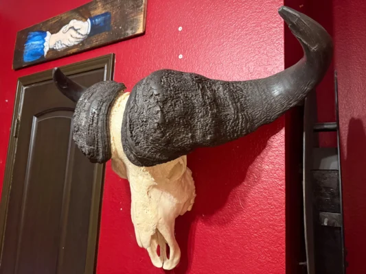 Cape Buffalo Skull