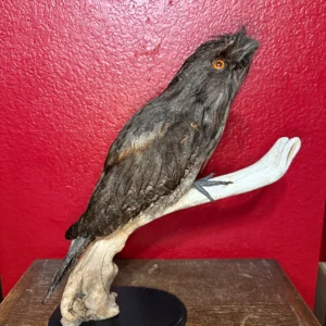 Taxidermy Nightjar