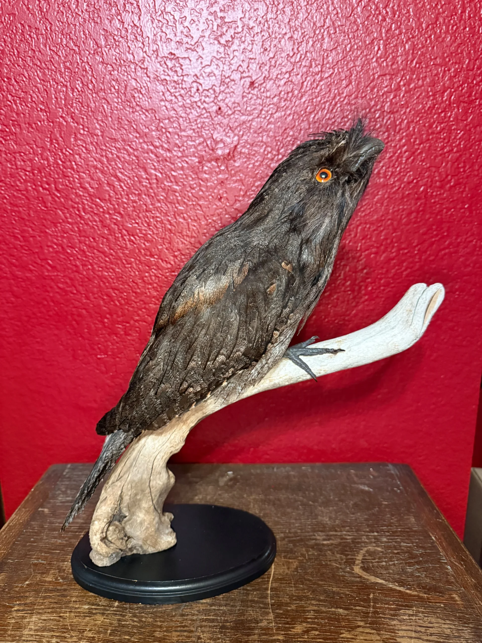 s893222380290560647_p963_i1_w4284 Taxidermy Nightjar
